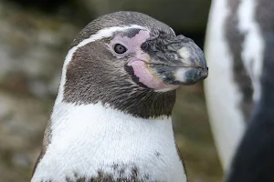 Penguin wallpapers Screenshot 1