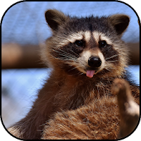 Raccoon wallpapers