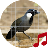 Black-throated laughingthrush sounds ~ Sboard.pro