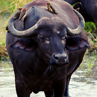 Buffalo Ringtone