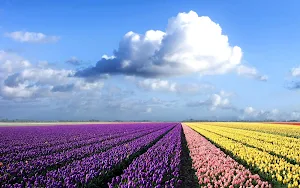 Tulip Flower Wallpaper HD Screenshot 1