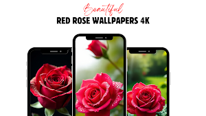 Red Rose Wallpaper Full HD Screenshot 0