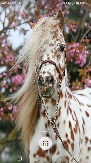 Horse Wallpaper Screenshot 1