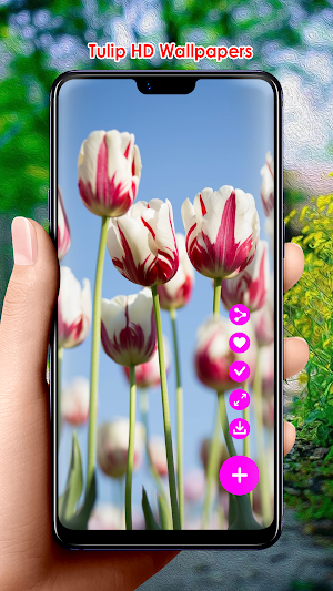Tulip HD Wallpapers Screenshot 1