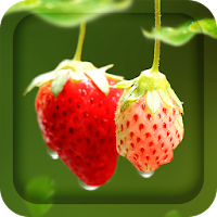 Red Strawberry Live Wallpaper