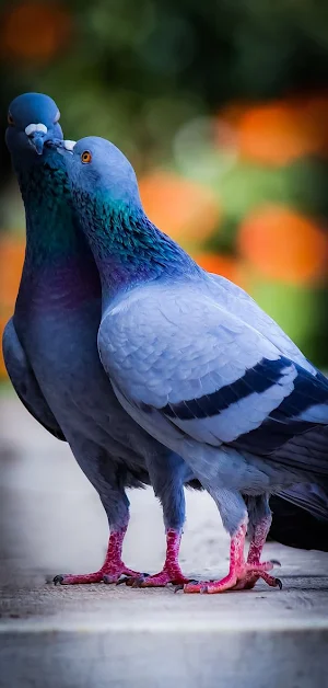 Pigeon Wallpapers Screenshot 0