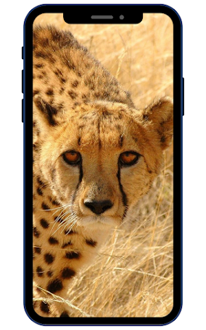 Wild Animal Wallpaper 4K Screenshot 2