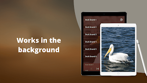 Duck Sounds Screenshot 2