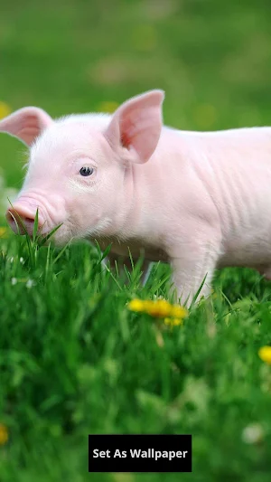 pig wallpaper Screenshot 2