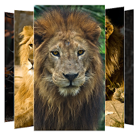 Lion Wallpapers