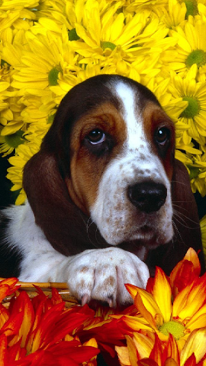 Basset Hound Wallpapers Screenshot 1