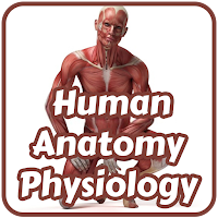 Human Anatomy & Physiology