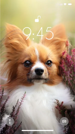 Dog 4K Wallpaper Screenshot 0