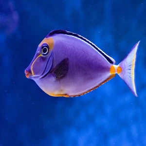 Fish Wallpapers Screenshot 1
