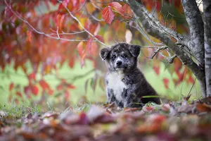 Akita Inu Dog Wallpaper HD Screenshot 3