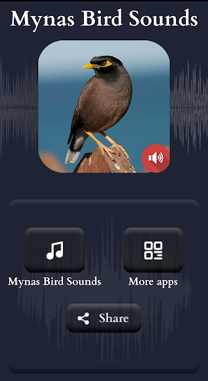 Mynas Bird Sounds Screenshot 1