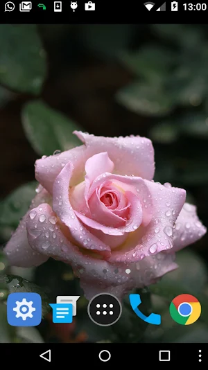 baby pink rose wallpaper Screenshot 1
