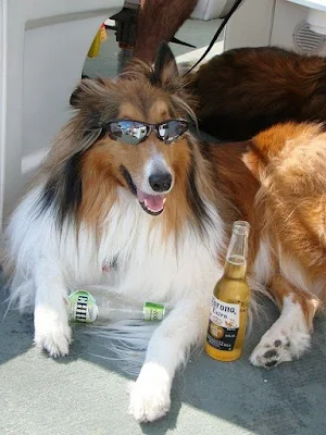 Collie Dog Wallpapers Screenshot 1