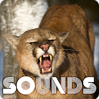 Mountain Lion Sound Ringtones