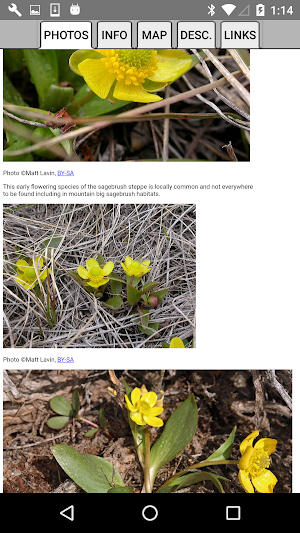 Yellowstone Wildflowers Screenshot 3