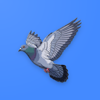 Pigeon Time Calculator