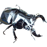 Beetle stag clash