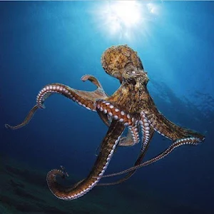 Octopus Wallpapers HD Screenshot 0