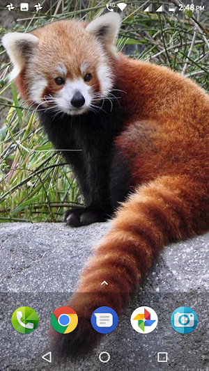 Red Panda Wallpaper Screenshot 1