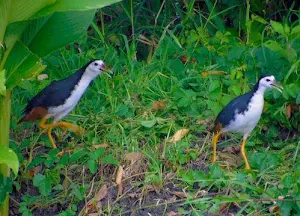 Caller voice of the Bird Amaurornis phoenicurus Screenshot 0