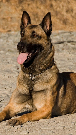Belgian Malinois Wallpapers Screenshot 3