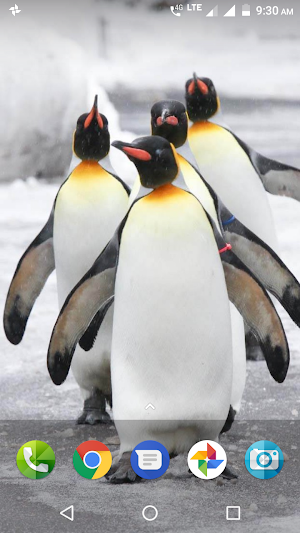 Penguin Wallpaper Screenshot 0