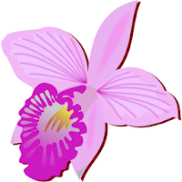 Orchids
