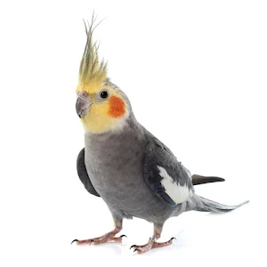 Anthem U.S Cockatiel Screenshot 1