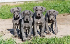 Great Dane Dog Wallpapers Screenshot 2