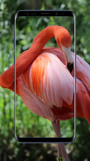 Flamingo Wallpaper Screenshot 3