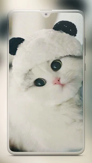 Cute Cat Wallpaper - Kitten Wallpapers Screenshot 1