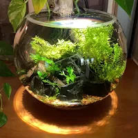 Terrarium Wallpapers