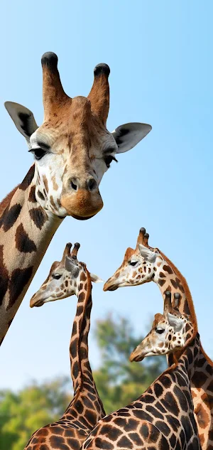 Giraffe Wallpapers Screenshot 3