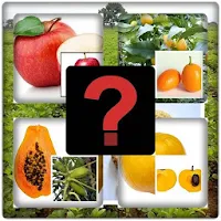 Guess The Fruit
