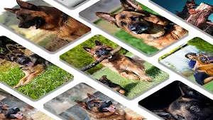 German shepherd dogs wallpaper Screenshot 1