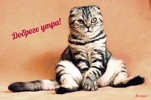 Прикольные с добрым утром Screenshot 2