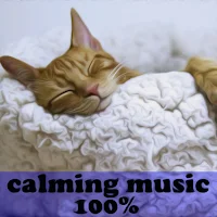 calming music for cats