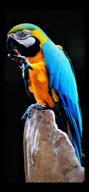 Bahga Bird Wallpapers Screenshot 3