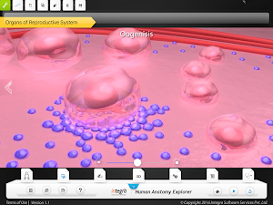 HumanAnatomy-Reproductive Screenshot 3