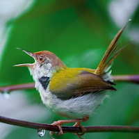 Relaxing Music & Birds Singing