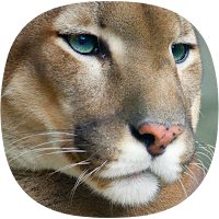 Cougar Sounds