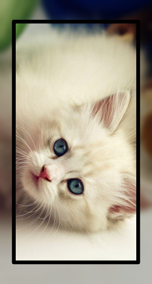 Baby Cat Wallpaper Cute HD Screenshot 2