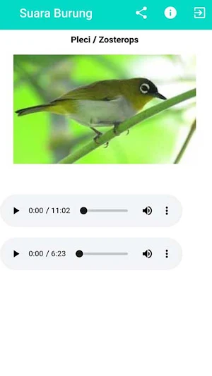 Master Suara Burung Kicau Screenshot 2
