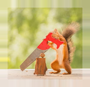 Squirrels Screenshot 1