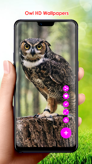 Owl HD Wallpapers Screenshot 2